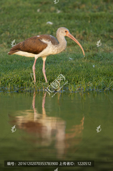 白色朱鷺；Eudocimus,albus