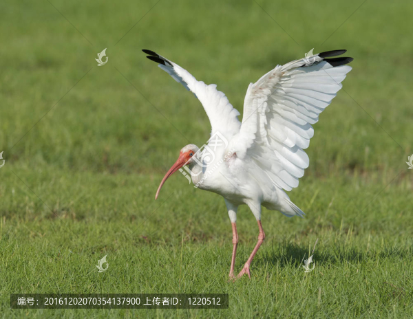 白色朱鷺；Eudocimus,albus
