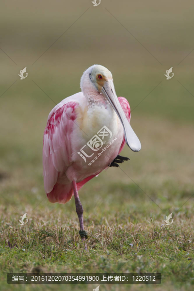 Roseate,Spoonbill；Platalea,ajaja