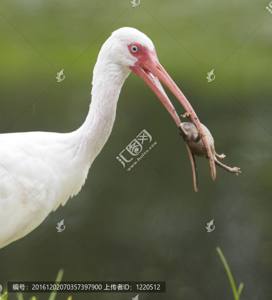 白色朱鷺；Eudocimus,albus