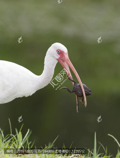 白色朱鷺；Eudocimus,albus