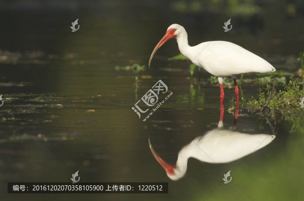 白色朱鷺；Eudocimus,albus