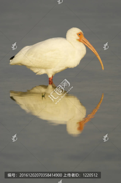 白色朱鷺；Eudocimus,albus