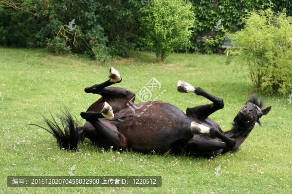 馬