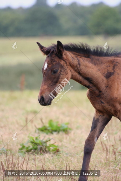 駒馬