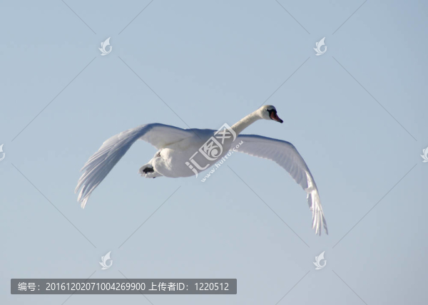 天鵝