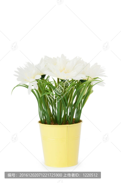 在鍋里的白色非洲菊
