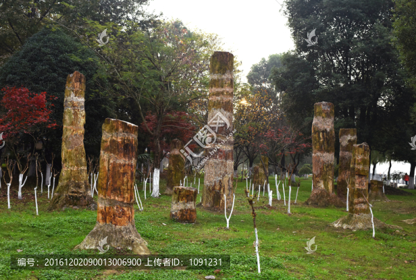 木化石