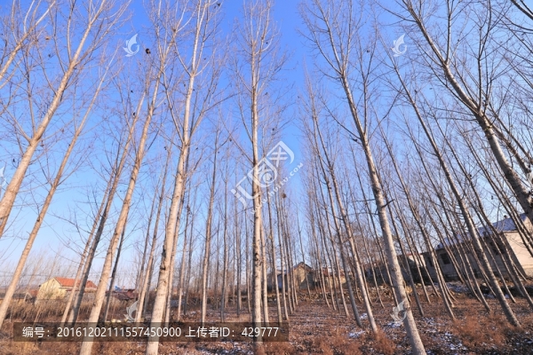 楊樹林,,樹木