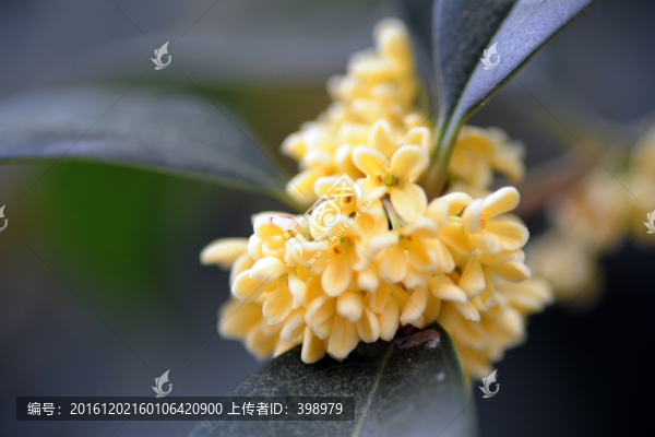 桂花