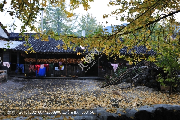 騰沖,銀杏村