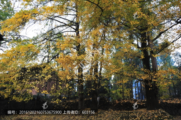 騰沖,銀杏村