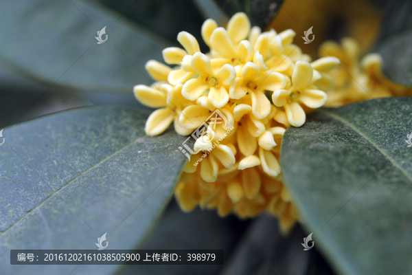 桂花
