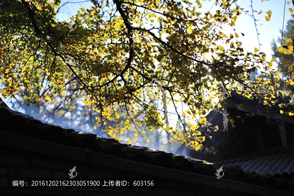 騰沖,銀杏村