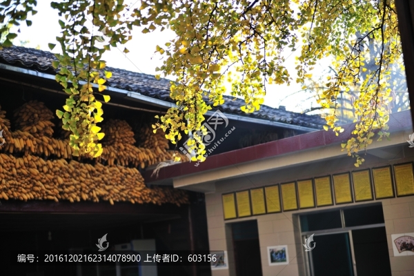 騰沖,銀杏村