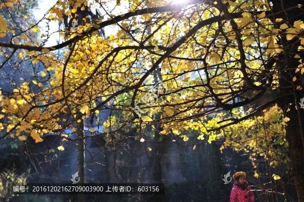 騰沖,銀杏村