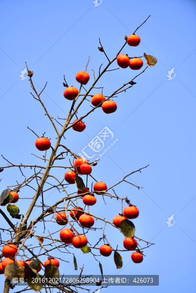 紅柿子