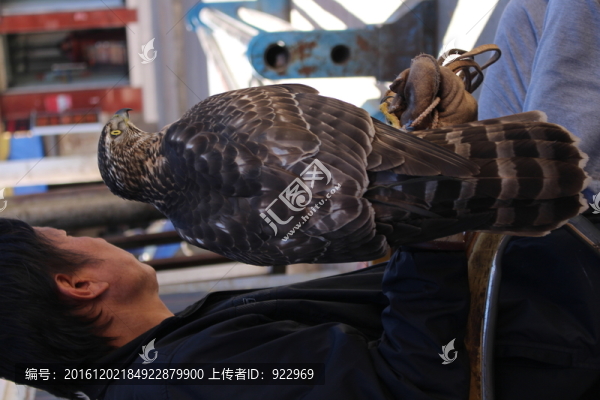 人與鷹,鳥,鷹,人牽著鷹,人鷹