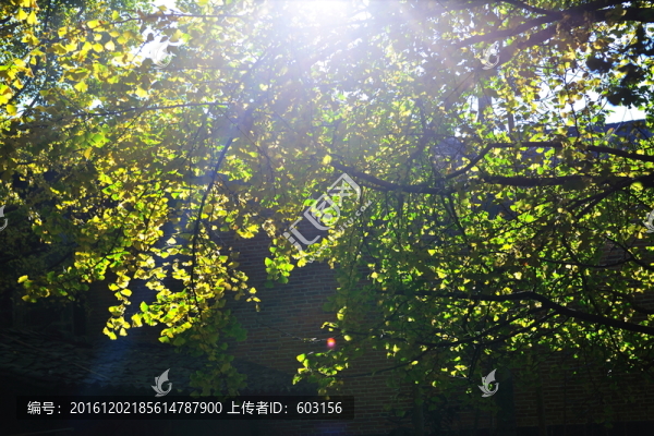 騰沖,銀杏村