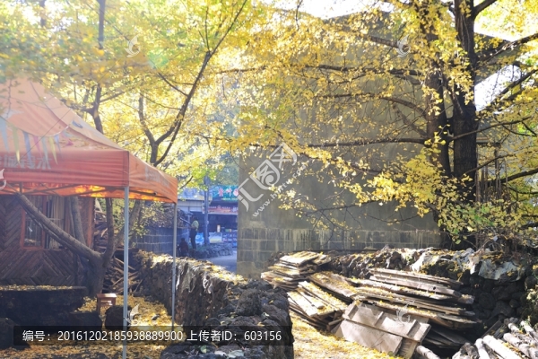 騰沖,銀杏村