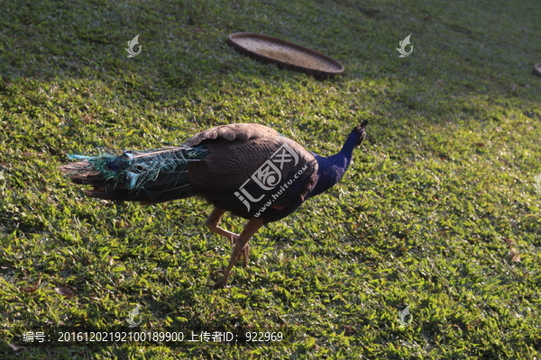孔雀,傣族,云南,西雙版納,藍