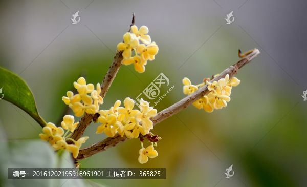 桂花