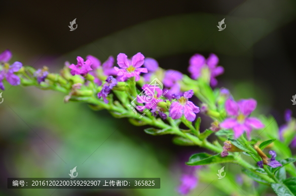 小花