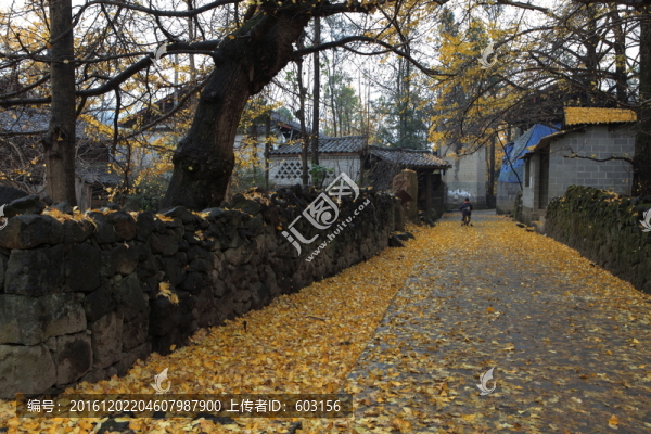 騰沖,銀杏村