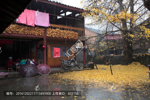 騰沖銀杏村