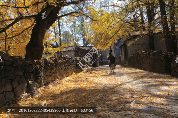 騰沖,銀杏村