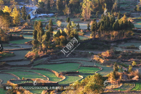 騰沖,銀杏村