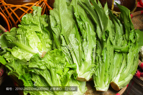 生菜,油麥菜,蔬菜
