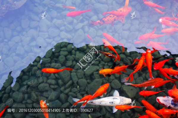 觀賞魚,錦鯉
