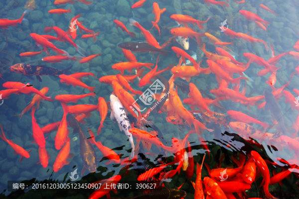 觀賞魚,錦鯉
