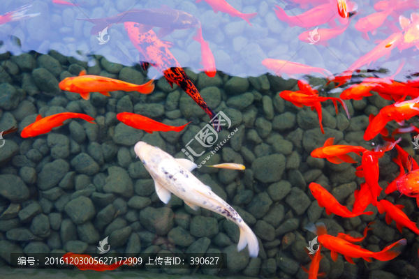 觀賞魚,錦鯉