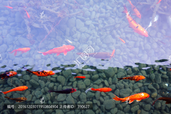 池塘里的錦鯉