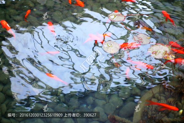 池塘里的錦鯉