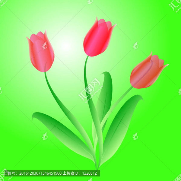 花束三美麗的郁金香