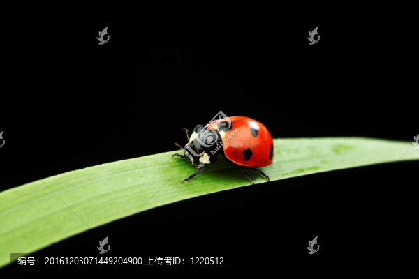 瓢蟲(chóng)在草