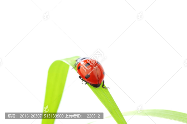 瓢蟲在草