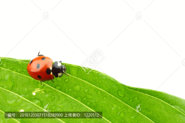 瓢蟲(chóng)在葉