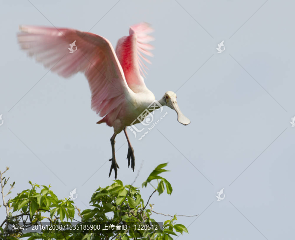 Roseate,Spoonbill；Platalea,ajaja