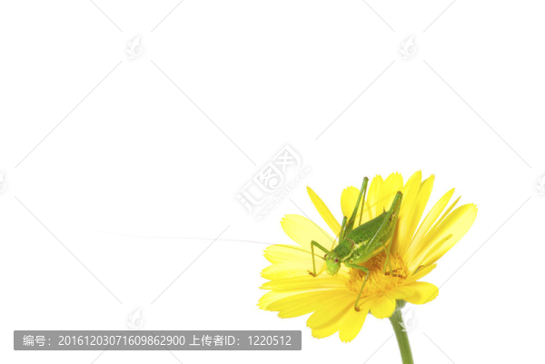 蚱蜢