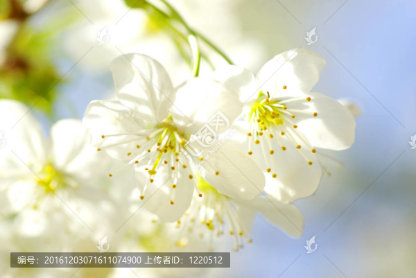 櫻花