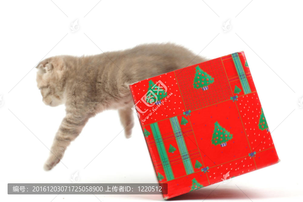 禮品盒中的貓
