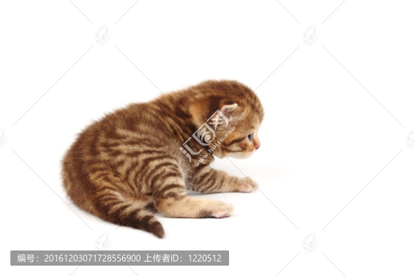 孤立的貓