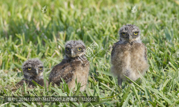 穴居貓頭鷹；Athene,cunicularia