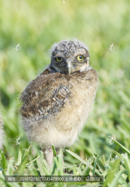 穴居貓頭鷹；Athene,cunicularia