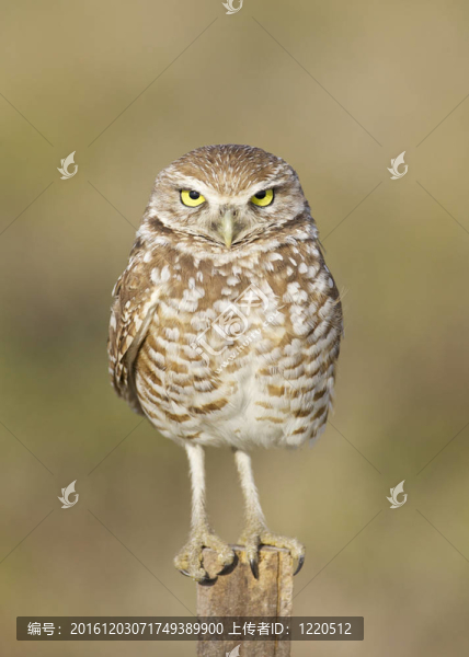 穴居貓頭鷹；Athene,cunicularia