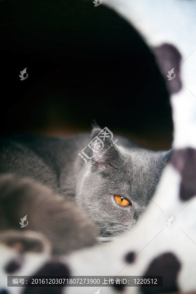 橙色的眼睛